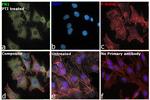 Fibronectin Antibody in Immunocytochemistry (ICC/IF)