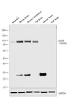 GluR2 Antibody