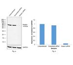 Moesin Antibody