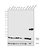 NEDD8 Antibody in Western Blot (WB)