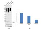 NEDD8 Antibody in Western Blot (WB)