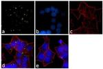 C1q Antibody in Immunocytochemistry (ICC/IF)