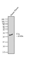 C1q Antibody in Western Blot (WB)