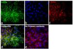 Cofilin Antibody in Immunocytochemistry (ICC/IF)