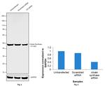 Citrate Synthase Antibody