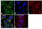 IDH2 Antibody in Immunocytochemistry (ICC/IF)