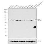 IDH2 Antibody in Western Blot (WB)