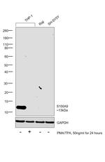 S100A9 Antibody