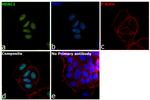 HDAC1 Antibody in Immunocytochemistry (ICC/IF)