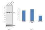 HDAC1 Antibody in Western Blot (WB)