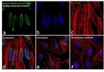 H3K9ac Antibody in Immunocytochemistry (ICC/IF)