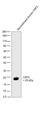 G-CSF Antibody in Western Blot (WB)