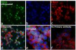 CXCL2 Antibody