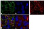 NOTCH2 Antibody in Immunocytochemistry (ICC/IF)