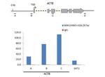 H2A.ZK7ac Antibody in ChIP Assay (ChIP)