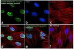 H3K18ac Antibody in Immunocytochemistry (ICC/IF)