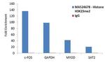 H3K23me2 Antibody