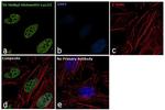 H3K23me2 Antibody in Immunocytochemistry (ICC/IF)