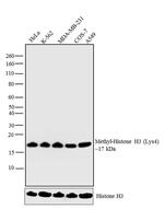 H3K18me1 Antibody in Western Blot (WB)