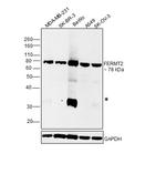 Kindlin 2 Antibody in Western Blot (WB)