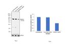 Kindlin 2 Antibody in Western Blot (WB)