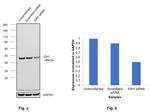 IDH1 Antibody