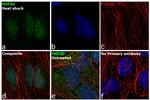 HSP40 Antibody in Immunocytochemistry (ICC/IF)