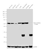 beta-4 Tubulin Antibody in Western Blot (WB)