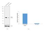 PTP1B Antibody in Western Blot (WB)