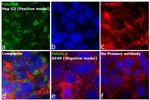 Fetuin A Antibody in Immunocytochemistry (ICC/IF)