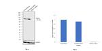 DNM1L Antibody in Western Blot (WB)