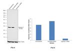 Arginase 2 Antibody in Western Blot (WB)