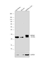 RBPMS Antibody in Western Blot (WB)