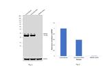 RBPMS Antibody in Western Blot (WB)