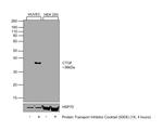 CTGF Antibody in Western Blot (WB)