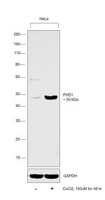 PHD1 Antibody in Western Blot (WB)