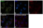 SHMT2 Antibody in Immunocytochemistry (ICC/IF)