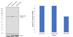 SHMT2 Antibody