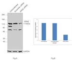 XRN2 Antibody in Western Blot (WB)