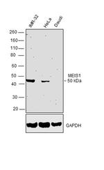 MEIS1 Antibody