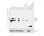 MEIS1 Antibody in Western Blot (WB)