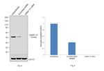 hnRNP H1 Antibody in Western Blot (WB)