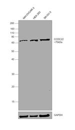 CCDC22 Antibody in Western Blot (WB)