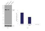 CCDC22 Antibody in Western Blot (WB)