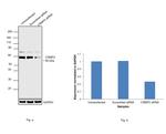 CRMP2 Antibody in Western Blot (WB)