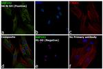 SAP102 Antibody in Immunocytochemistry (ICC/IF)