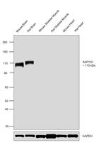 SAP102 Antibody in Western Blot (WB)