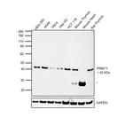 PRMT1 Antibody