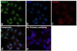 PRMT1 Antibody in Immunocytochemistry (ICC/IF)