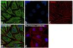 PLS3 Antibody in Immunocytochemistry (ICC/IF)